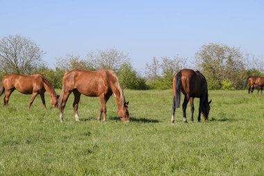 Atları mera otlatmak. Padok ata at çiftliği. Yürüyüş atlar