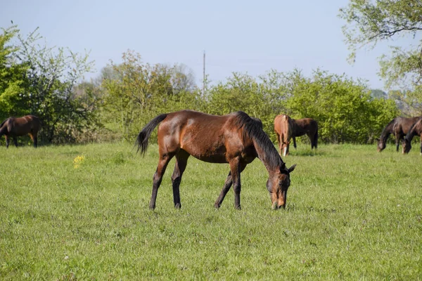 Atları mera otlatmak. Padok ata at çiftliği. Yürüyüş atlar