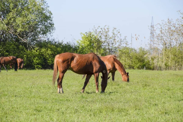 馬は、牧草地で放牧します。馬の農場で馬をパドックします。歩行の馬 — ストック写真
