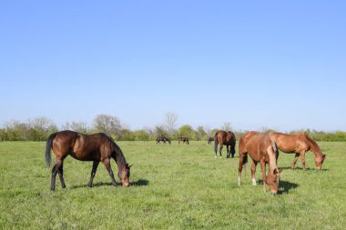 Atları mera otlatmak. Padok ata at çiftliği. Yürüyüş atlar