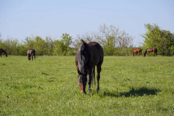 牧草地で放牧します 馬の農場で馬をパドックします 歩行の馬 — ストック写真