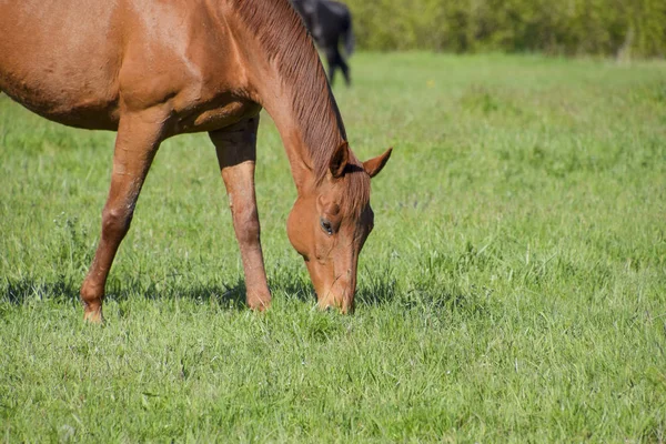 Lovak legelnek a legelőn. Paddock lovak egy ló Farm. Walking lovak — Stock Fotó