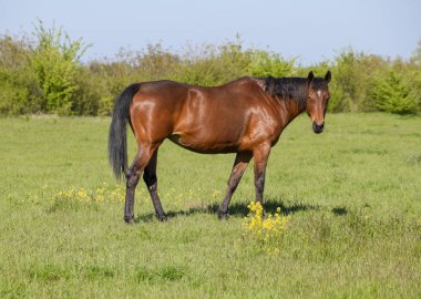 Atları mera otlatmak. Padok ata at çiftliği. Yürüyüş atlar.