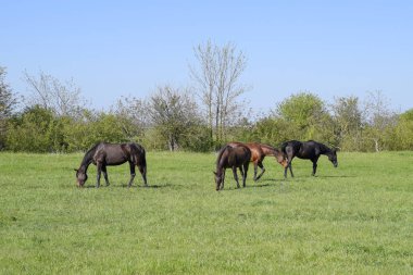 Atları mera otlatmak. Padok ata at çiftliği. Yürüyüş atlar.