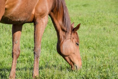 Atları mera otlatmak. Padok ata at çiftliği. Yürüyüş atlar