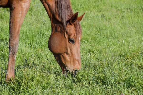 Cavalos Pastam Pasto Cavalos Paddock Numa Quinta Cavalos Cavalos — Fotografia de Stock