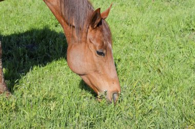 Atları mera otlatmak. Padok ata at çiftliği. Yürüyüş atlar.
