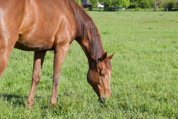 Horses graze in the pasture. Paddock horses on a horse farm. Walking horses.