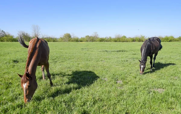 馬は、牧草地で放牧します。馬の農場で馬をパドックします。歩行の馬 — ストック写真