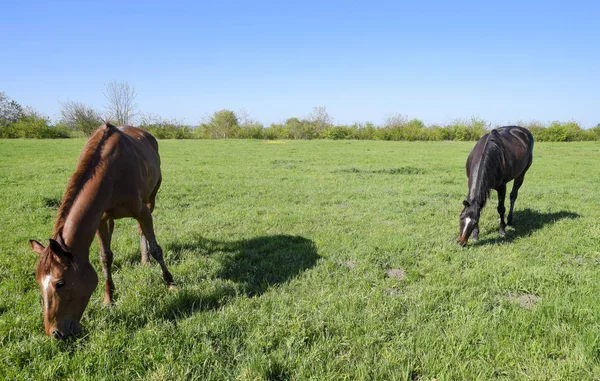 牧草地で放牧します 馬の農場で馬をパドックします 歩行の馬 — ストック写真