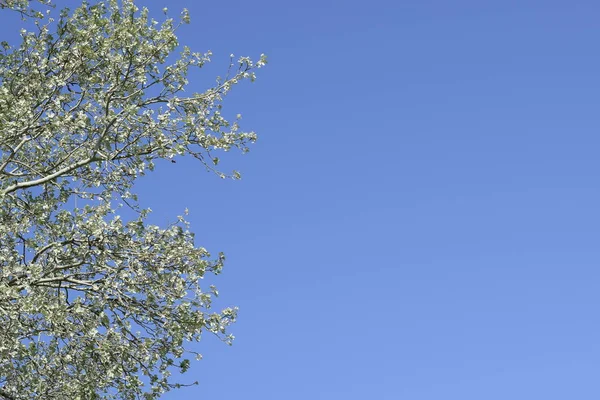 青空ポプラの枝 銀ポプラの春の景色 — ストック写真