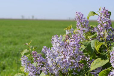 Güzel mor eflatun çiçekler açık havada. Eflatun çiçekler dallar üzerinde