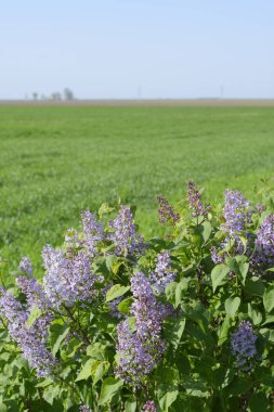 Güzel mor eflatun çiçekler açık havada. Eflatun çiçekler dallar üzerinde