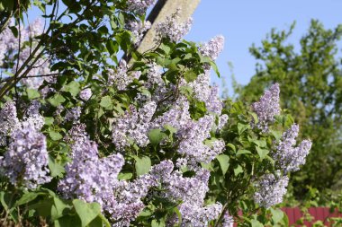 Güzel mor eflatun çiçekler açık havada. Eflatun çiçekler dallar üzerinde