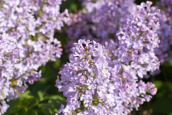 Красивые Фиолетовые Сиреневые Цветы Открытом Воздухе Сирень Цветы Ветвях — стоковое фото