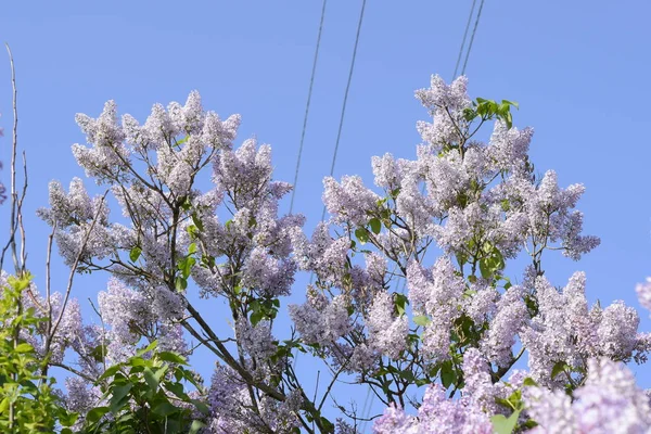 Güzel Mor Eflatun Çiçekler Açık Havada Eflatun Çiçekler Dallar Üzerinde — Stok fotoğraf