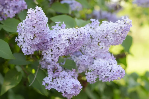 Vacker Lila Lila Blommor Utomhus Lila Blommor Grenar — Stockfoto