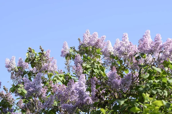 Vacker Lila Lila Blommor Utomhus Lila Blommor Grenar — Stockfoto