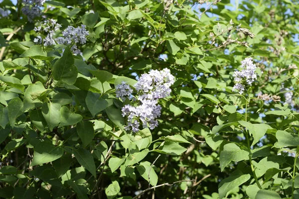 stock image Beautiful purple lilac flowers outdoors. Lilac flowers on the branches