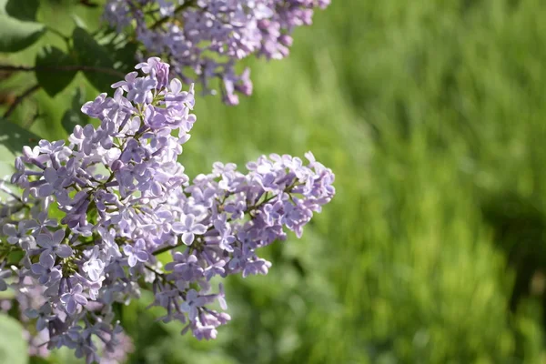 美しい紫色のライラックの花アウトドア 枝にライラックの花 — ストック写真