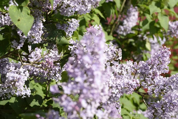 Vacker Lila Lila Blommor Utomhus Lila Blommor Grenar — Stockfoto