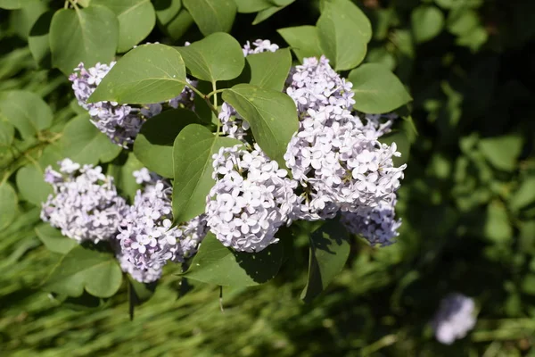 Beautiful Purple Lilac Flowers Outdoors Lilac Flowers Branches — Stock Photo, Image