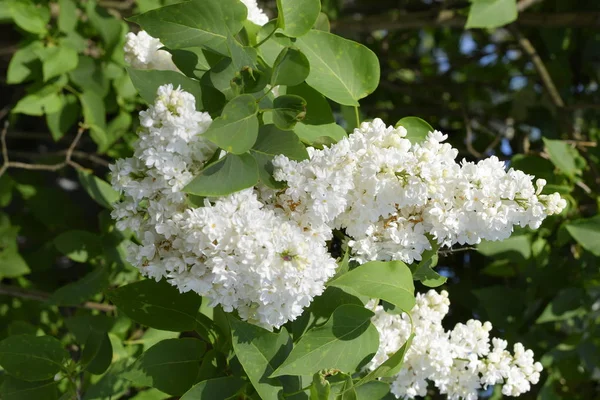 White Lilac Beautiful Purple Lilac Flowers Outdoors Lilac Flowers Branches — Stock Photo, Image