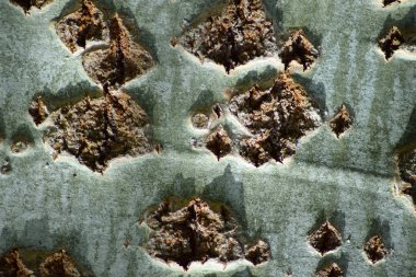 Simli kavak. Bir arka plan üstünde a okul sırası ya da başka amaçlar için.