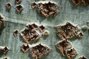 Simli kavak. Bir arka plan üstünde a okul sırası ya da başka amaçlar için.