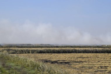 Manzara yanan alan. Pirinç saman alanlarındaki yanma. Pirinç paddies.