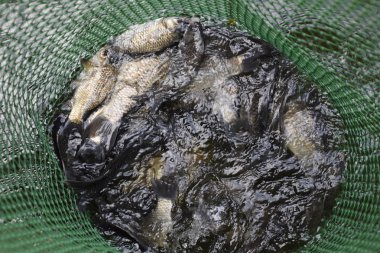 Bir su birikintisi yeşil plastik kılavuzunda akarsu balığıdır. Balık yakalamak. Sazan ve sazan. Ot balık