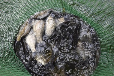 Bir su birikintisi yeşil plastik kılavuzunda akarsu balığıdır. Balık yakalamak. Sazan ve sazan. Ot balık