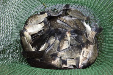 Bir su birikintisi yeşil plastik kılavuzunda akarsu balığıdır. Balık yakalamak. Sazan ve sazan. Ot balık