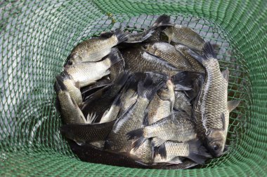 Bir su birikintisi yeşil plastik kılavuzunda akarsu balığıdır. Balık yakalamak. Sazan ve sazan. Ot balık