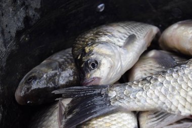 Nehir balık makro fotoğraf. Balık yakalamak. Sazan ve sazan. Ot balık