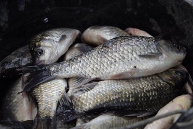 Nehir balık makro fotoğraf. Balık yakalamak. Sazan ve sazan. Ot balık