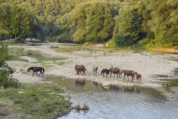 Koně Chodit Souladu Zmenšující Řeka Život Koní — Stock fotografie