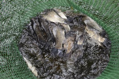 Bir su birikintisi yeşil plastik kılavuzunda akarsu balığıdır. Balık yakalamak. Sazan ve sazan. Ot balık