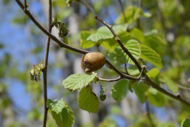 Ağacın dallarında peygamberdevesi var. Böceğin yumurtaları koza içine kış için bırakılır. Fındık dalıyla Ooteca.
