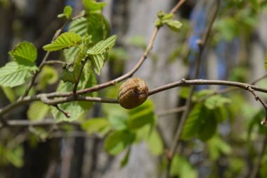 Ağacın dallarında peygamberdevesi var. Böceğin yumurtaları koza içine kış için bırakılır. Fındık dalıyla Ooteca.