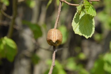 Ağacın dallarında peygamberdevesi var. Böceğin yumurtaları koza içine kış için bırakılır. Fındık dalıyla Ooteca.