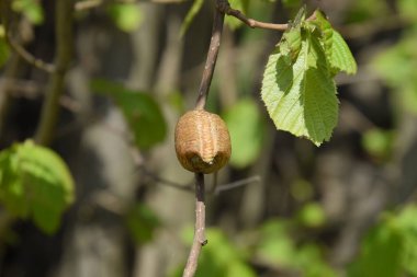 Ağacın dallarında peygamberdevesi var. Böceğin yumurtaları koza içine kış için bırakılır. Fındık dalıyla Ooteca.