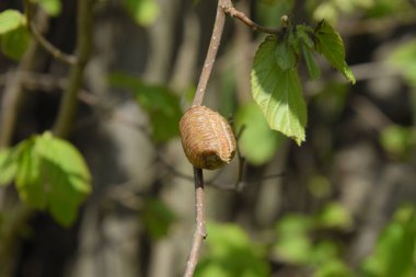 Ağacın dallarında peygamberdevesi var. Böceğin yumurtaları koza içine kış için bırakılır. Fındık dalıyla Ooteca.