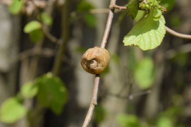 Ağacın dallarında peygamberdevesi var. Böceğin yumurtaları koza içine kış için bırakılır. Fındık dalıyla Ooteca.