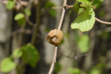 Ağacın dallarında peygamberdevesi var. Böceğin yumurtaları koza içine kış için bırakılır. Fındık dalıyla Ooteca.