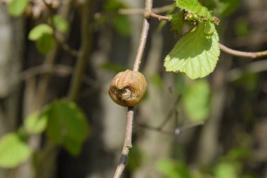 Ağacın dallarında peygamberdevesi var. Böceğin yumurtaları koza içine kış için bırakılır. Fındık dalıyla Ooteca.