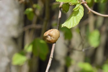 Ağacın dallarında peygamberdevesi var. Böceğin yumurtaları koza içine kış için bırakılır. Fındık dalıyla Ooteca.