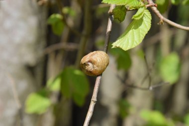 Ağacın dallarında peygamberdevesi var. Böceğin yumurtaları koza içine kış için bırakılır. Fındık dalıyla Ooteca.