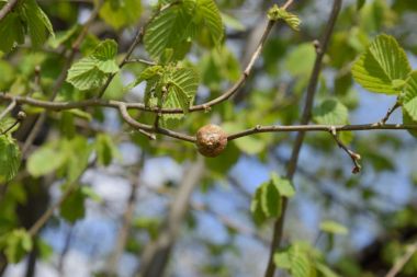 Ağacın dallarında peygamberdevesi var. Böceğin yumurtaları koza içine kış için bırakılır. Fındık dalıyla Ooteca.