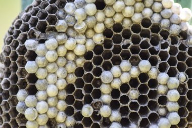 Vespiary. Yaban arıları polist.